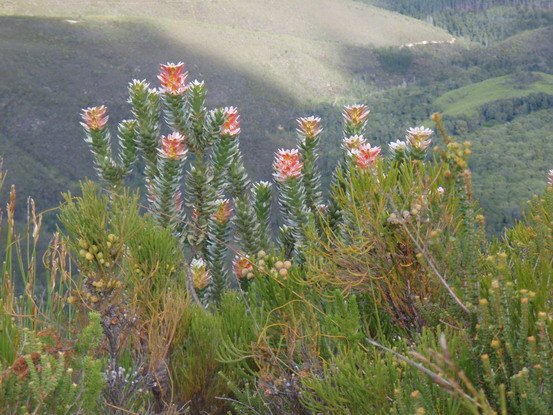 2010 06 13 Proteaceae Mimetes splendidusQ 002r 3