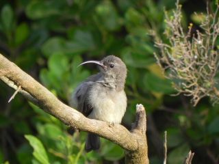 sunbird by Rob Markham