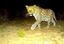 leopardinnight1
