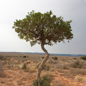 tree
